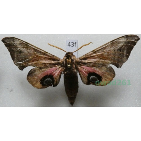 Smerinthus ocellata (Linnaeus, 1758) Poland43f